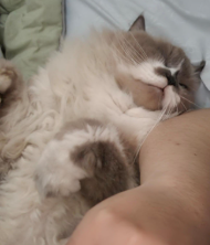 Christine Annisa Oktaviani